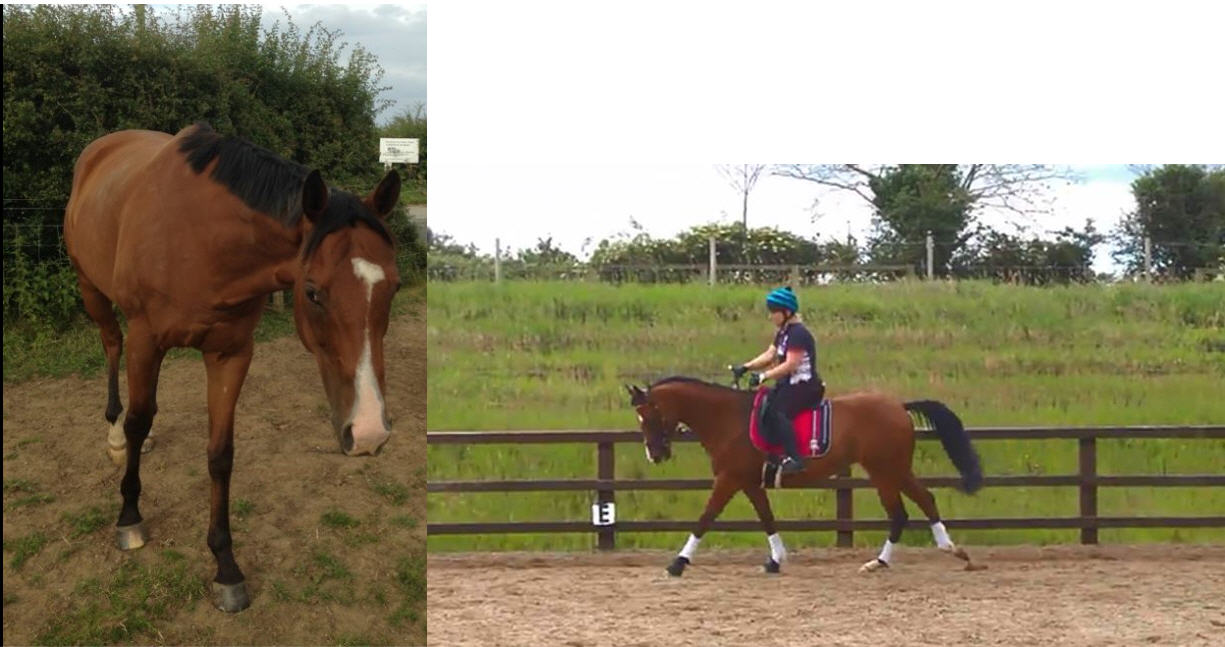 Retrained Racehorse to dressage